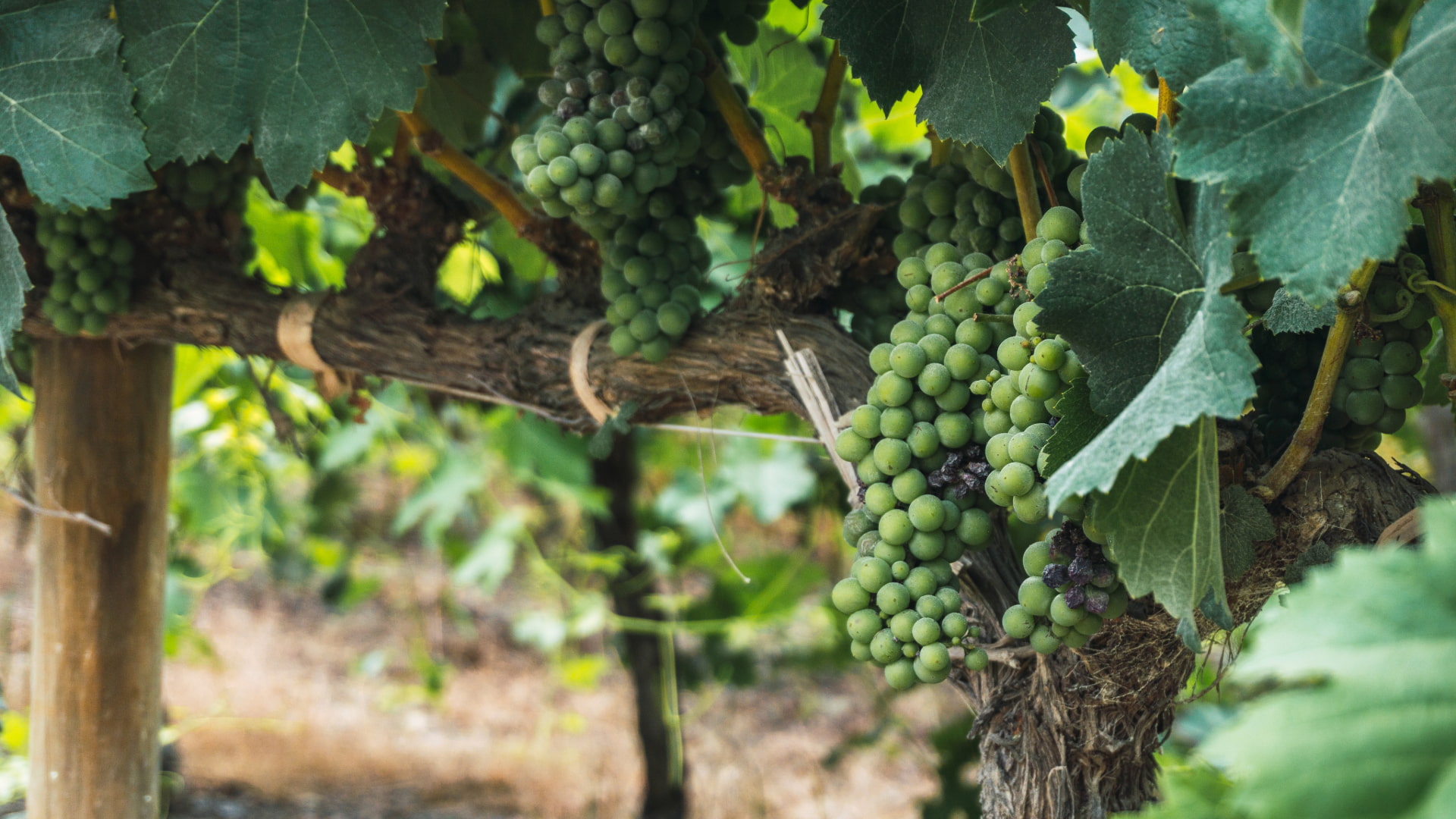 Close-up of vibrant green grapes growing on a vine at a local vineyard visited during a Tour Paracas and Huacachina Full Day - Aremika Travel