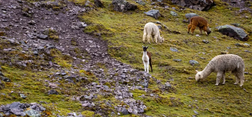 Ausangate Trek 2 Days