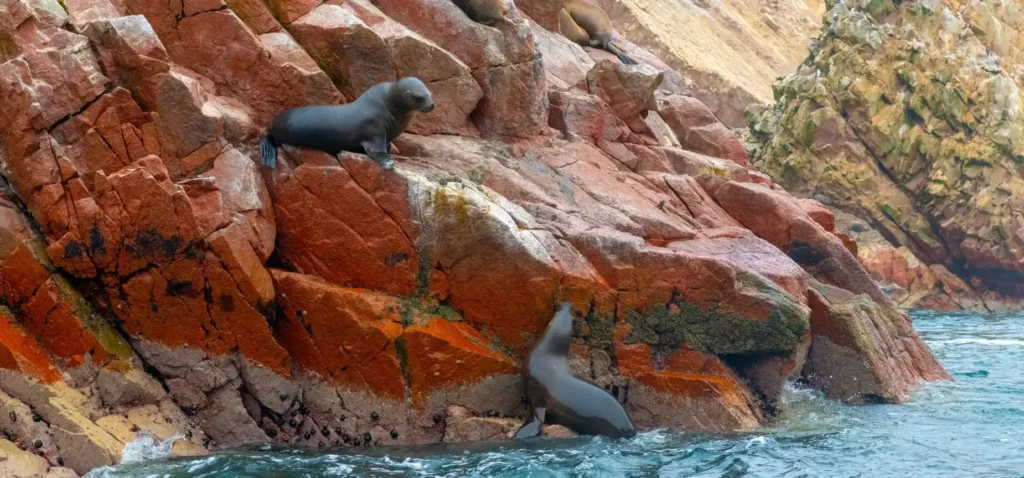 Peru Itinerary 7 Days: Complete Peru package 2 Peru Itinerary 7 Days: Ballestas islands