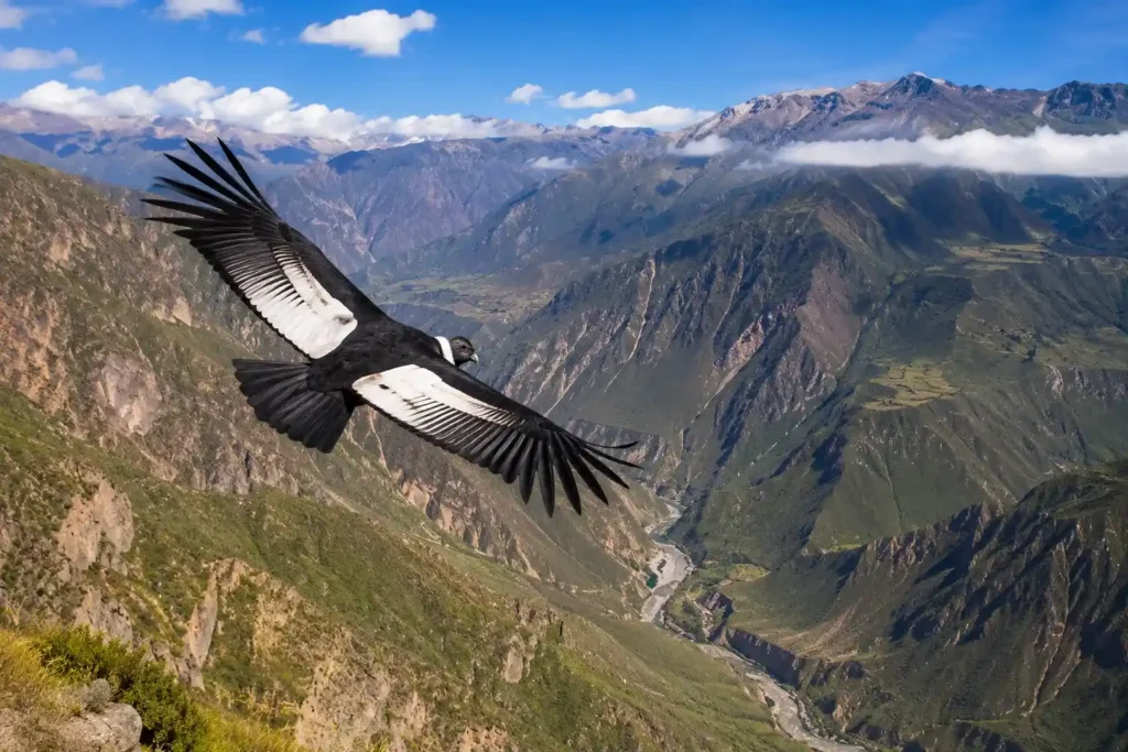 The Andean Condor in Colca Canyon 2026 2 The Andean Condor in Colca Canyon 2026 — When to See It, Where, and at What Time