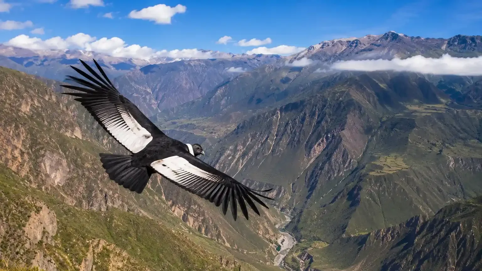 The Andean Condor in Colca Canyon 2026
